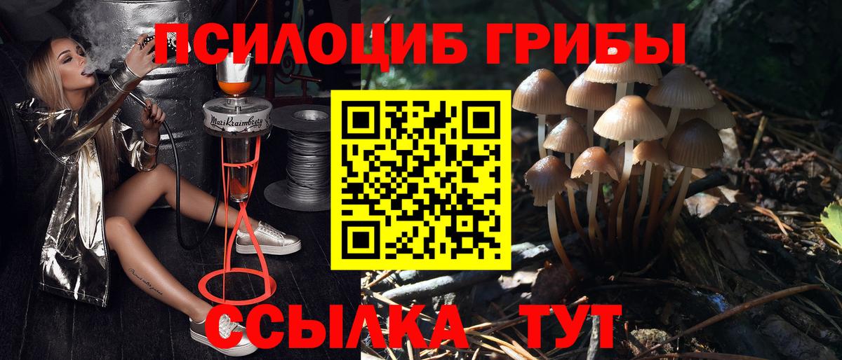 Псилоцибиновые грибы Psilocybe Чистополь